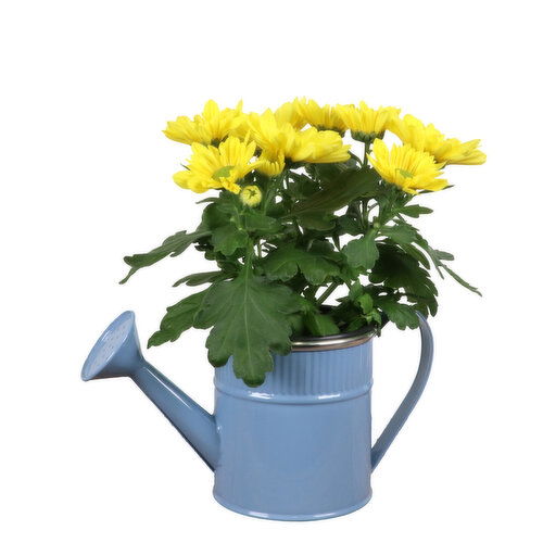 Potted Plant - Flowering Plant In Watering Can Pot 4 Inch