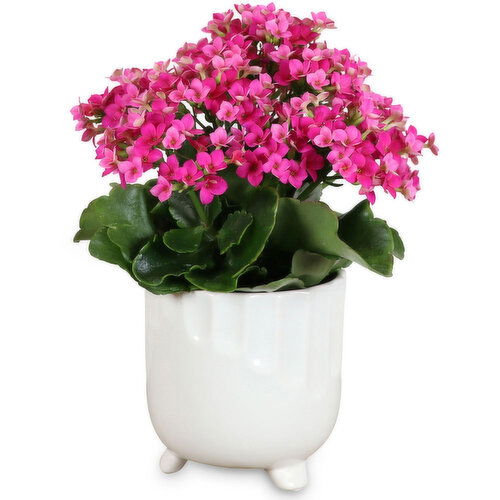 Flowers Assorted - In Debossed Pot 4 Inch