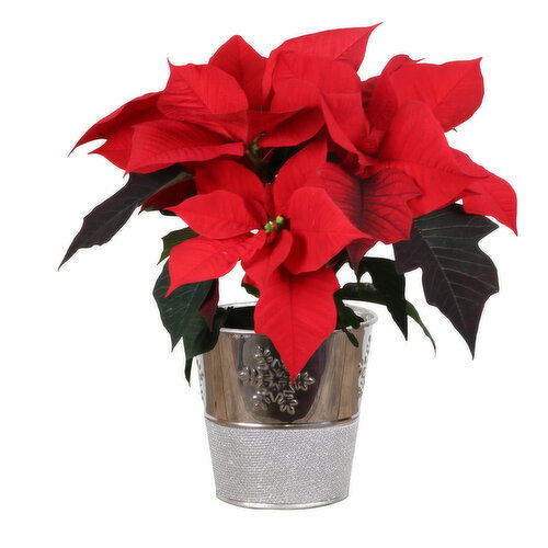 Save-On-Foods - Silver Snowflake Pot, 4 Inch