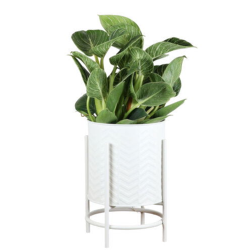 Tropicals - With Herringbone Pot, 6 Inch
