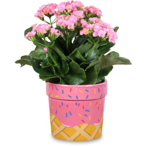 Assorted Flowers - In a Pot - Ice Cream Pot Edition