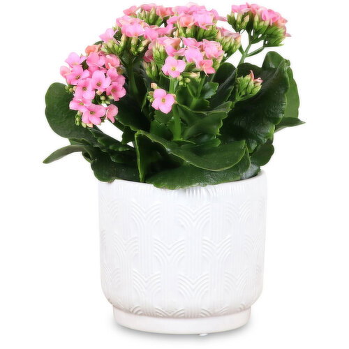 Potted Plant - Lux Ceramic Pot, 4 inch