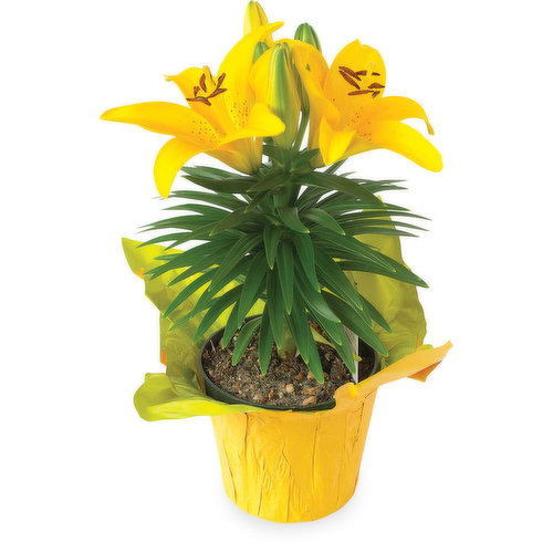 Hybrid Lily - Flowering Plant, Assorted 4in