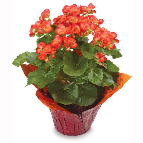 Begonia - Flowering Begonia 6 Inch