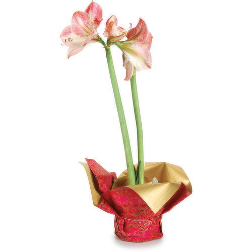 Amaryllis - Flowering Plant 6in