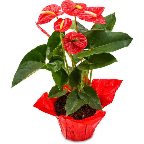 Anthurium - Potted Plant 6 In