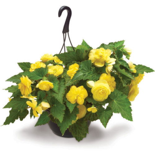 Hanging Basket - Solid Annual Basket