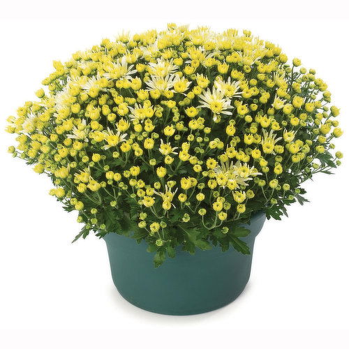 Begian - Potted Mum 12in