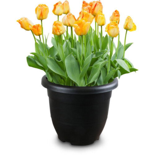 Tulips - Outdoor Tub Planter, 10 Inch