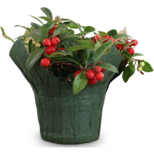 Winter Green - Potted Plant 4in