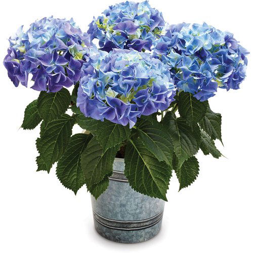 Hydrangea - in Decorative Pot 1 Gallon