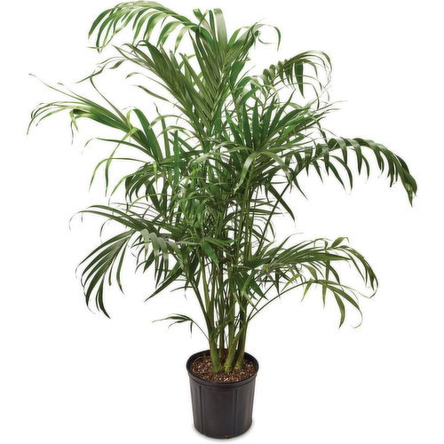 Tropical - Potted Plant