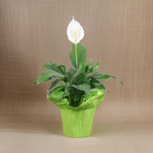 Peace Lily 6Inch - Peace Lily 6 Inch