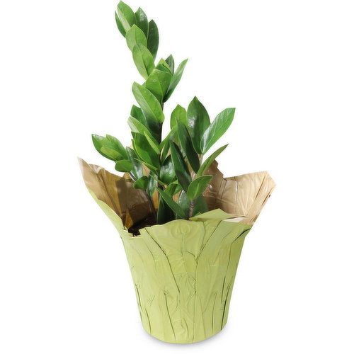 Premium - Tropicals 6 inch