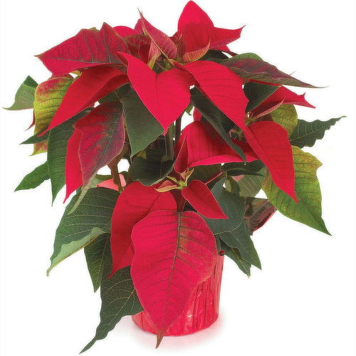 Poinsettia - Flowering Plant 4in