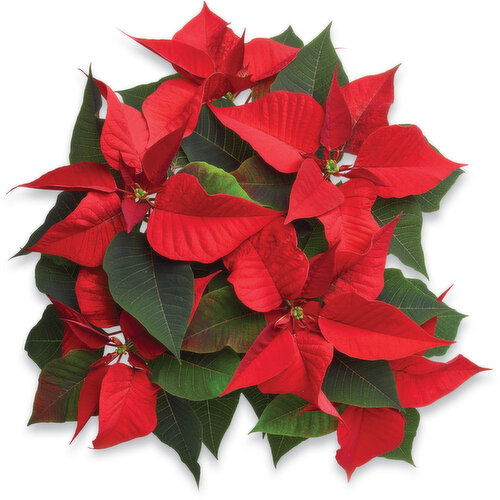 Poinsettia - Flower Plant 6in