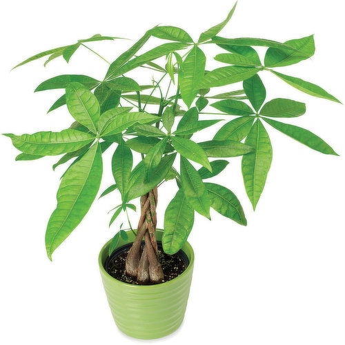 Money Tree - Decorative Pot 6In