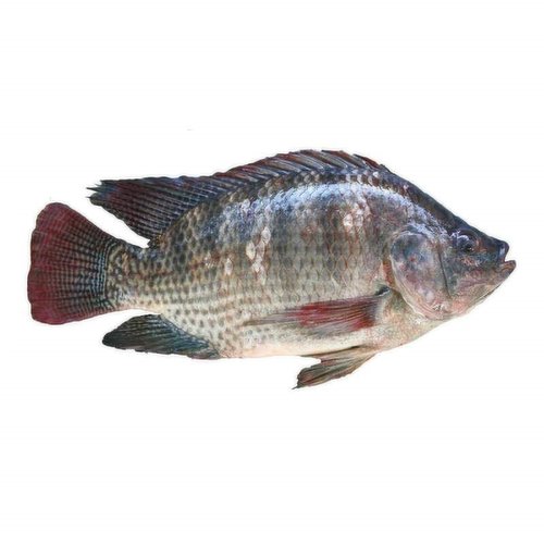 Fresh - Tilapia