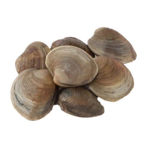 Clam - Cherry Stone, Live