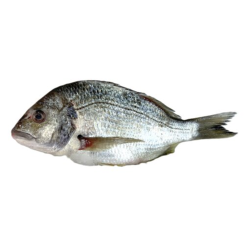 Fresh - Scup
