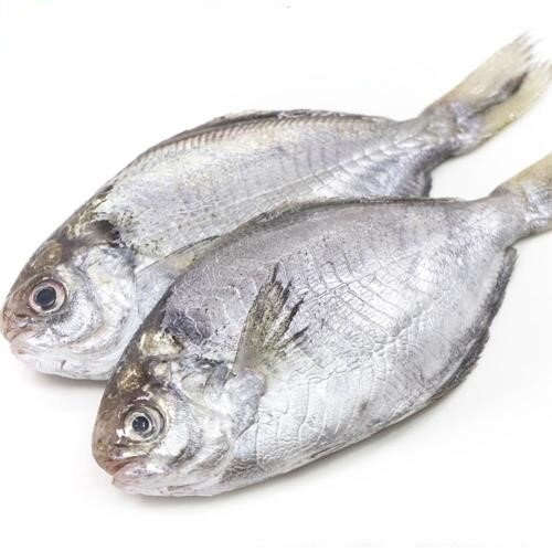 Pompano - Frozen