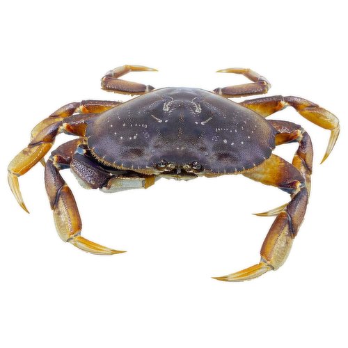 Live - Ocean-wise Dungeness Crab (Cull)