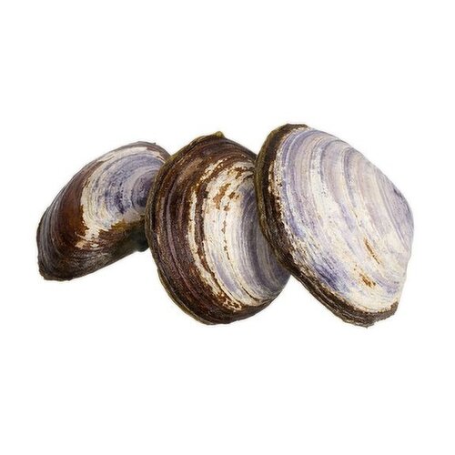 Clam - Savoury, Live