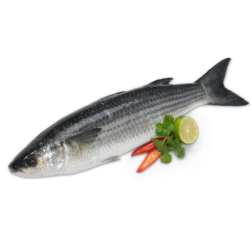 Frozen - Grey Mullet