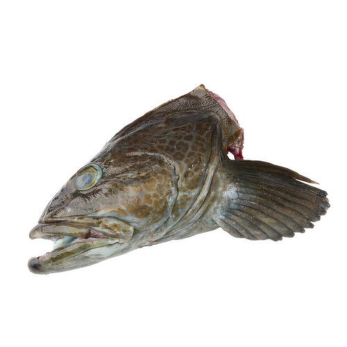 Live - O/W Fresh Cut Ling Cod Head