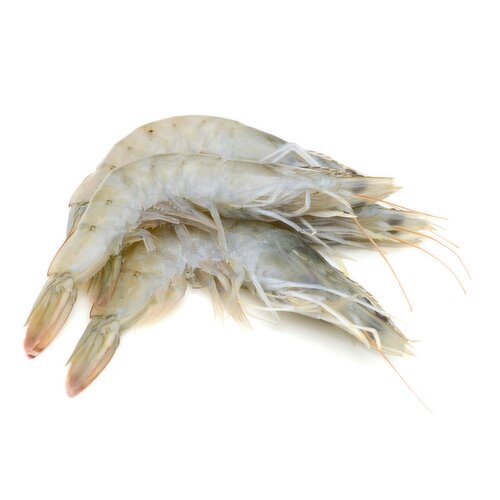 Live - Wild West Coast Live King Shrimps