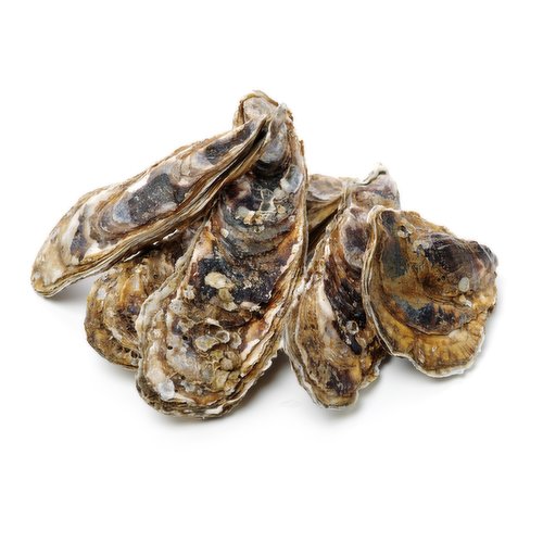 Live - O/W Shell Oyster Large