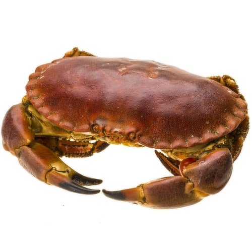 N/A - Live English Brown Crab