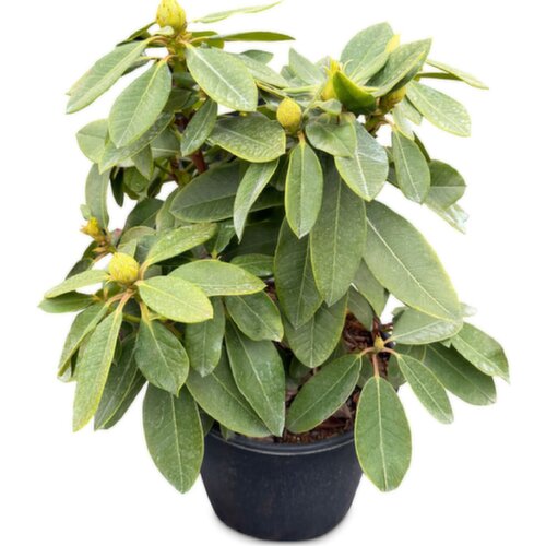 - - 3G Rhododendron