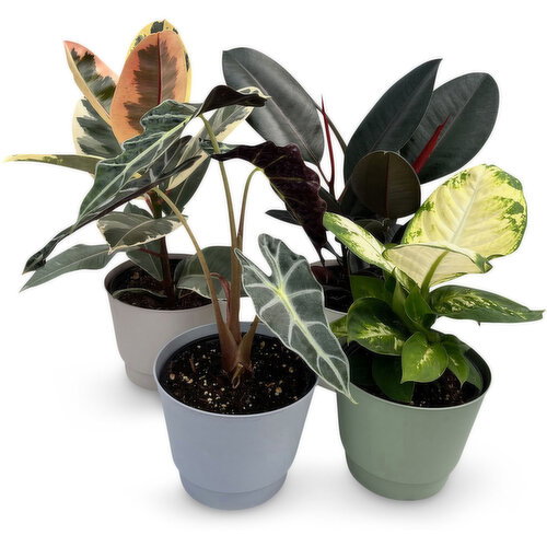 Tropical - Potted, 6 Inch