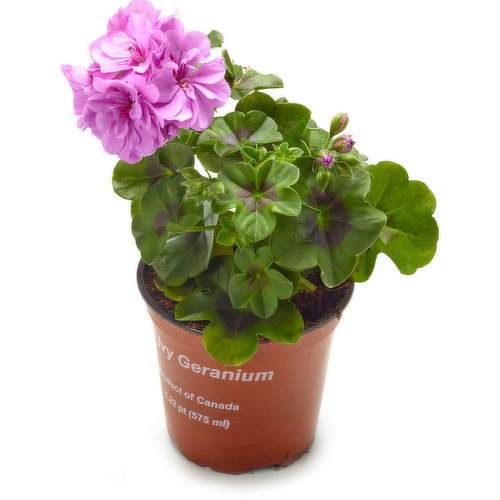 Ivy - Ivy Geranium 4In