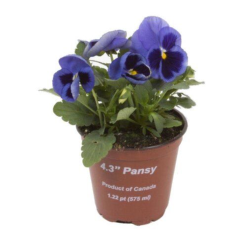 Pansy - Potted, 4.3 Inch