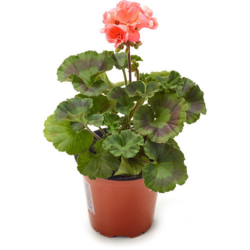 Zonal - Geranium Zonal 4 In