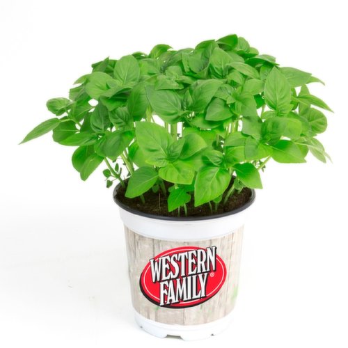 Live - Basil 6In