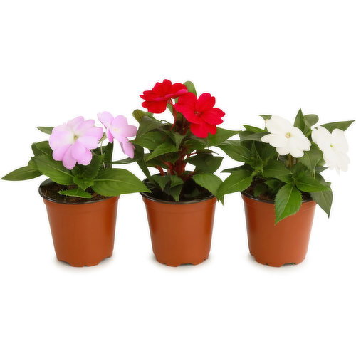 Flowering - Sunpatiens New Guinea 4 Inch