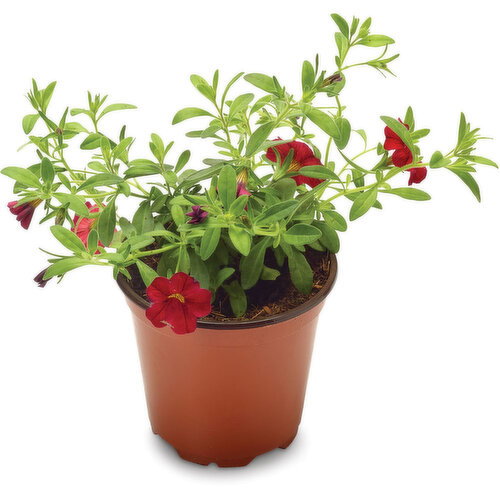 Calibrachoa - Plant