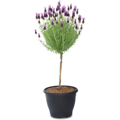Lavender - Standard Tree Form