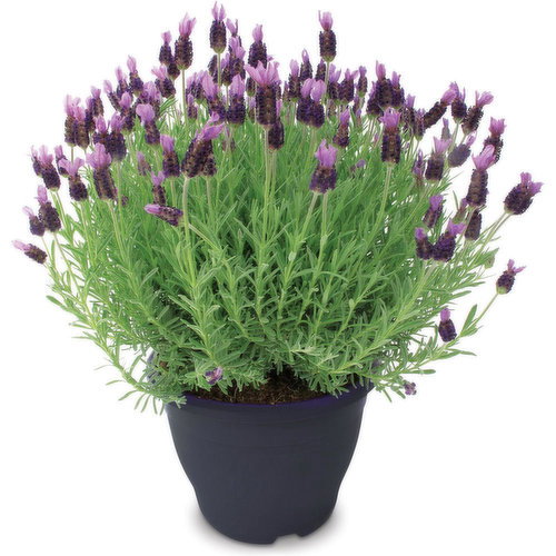 Lavender - Lavender Shrub 10 In