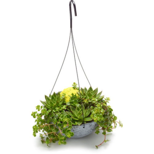 Succulent - Hanging Basket