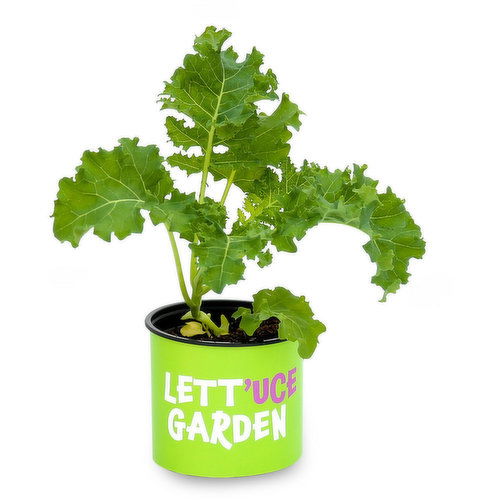 Harvestime - Vegetable 4In