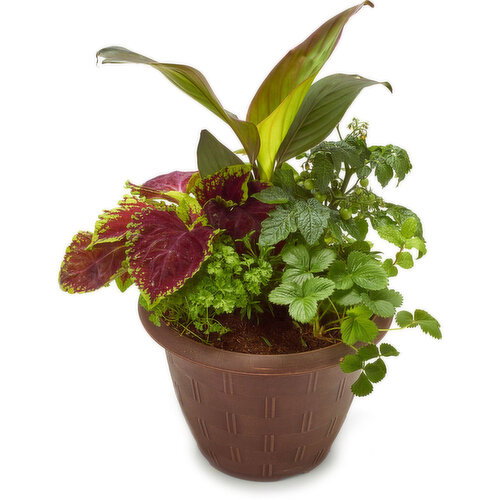 Ornamental - Edibles Garden Planter 14In