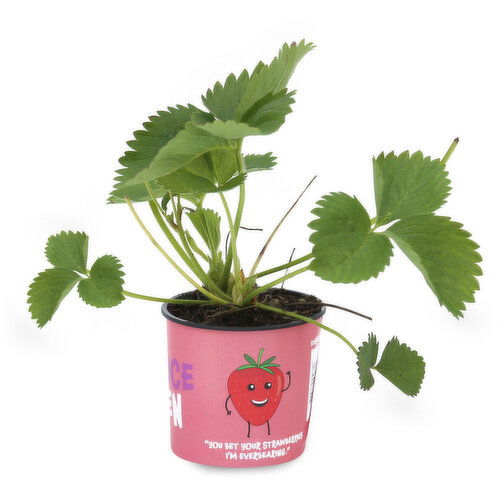 Strawberry - Plant 4 Inch