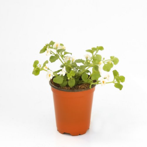 Flowering - Bacopa