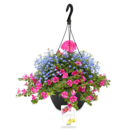 Bombay - Flowering Hanging Basket - Premium Mix Annuals