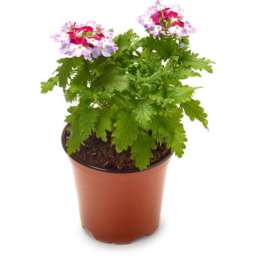 Lobelia - Plant
