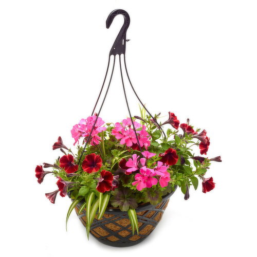 Hanging Basket - Coco Premium Mixed